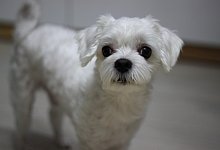 "S&uuml;&szlig;e kleine Malteser-Hundewelpen" wurden laut Ebay-Anzeige angeboten. Tats&auml;chlich waren die Tiere verwahrlost. (Symbolfoto) - Pixabay