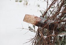 Weihnachtsb&auml;ume - 1 - Symbolbild: Pixabay