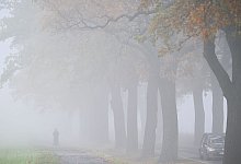 Trüber Herbsttag - Patrick Pleul/dpa