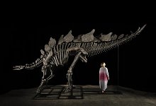Stegosaurus-Skelett - Matthew Sherman/Sotheby\\\'s/dpa