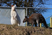 K&auml;nguru - Janet K&ouml;nig