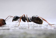 Ameisen im Tierhandel - Foto: Karl-Josef Hildenbrand/dpa