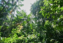 Regenwald in Brasilien - Annette Riedl/dpa