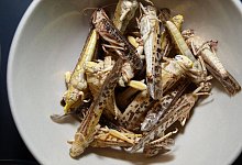 Heuschrecken-Imbiss - Foto: Karin Willen