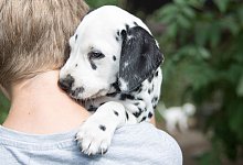 Ein Welpe wird auf dem Arm gehalten - Florian Schuh/dpa-tmn/dpa