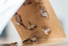 So werden Sie Kleider- und Lebensmittelmotten wieder los - Andrea Warnecke/dpa-tmn/dpa