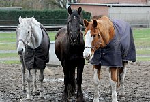 Pferde - Foto: Ingo Wagner