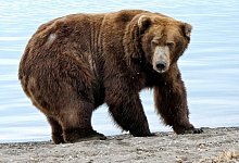 Braunbär «Jumbo Jet» - ---/Katmai National Park and Preserve/dpa/Handout