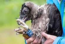 Geier Nepomuk - Sven Hoppe/dpa