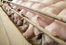 Verbandschef Br&uuml;ggemeier will R&uuml;ckkehr zur Impfpflicht - Wirtschaft