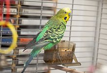 Reinigungstrick f&uuml;r Voliere - Foto: Christin Klose/dpa-tmn