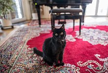 Alte Katze - Foto: Daniel Reinhardt