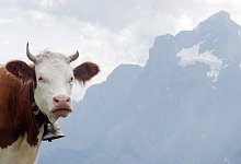 Eine Kuh auf einer Weide - Foto: Andrea Warnecke