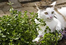 Magisches Kraut: Katzenminze - Foto: dpa