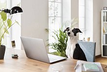 Jack Russell Terrier sitting at desk in home office property released SBOF03615 - imago images/Westend61
