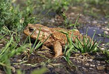 kroete - Symbolfoto: Pixabay