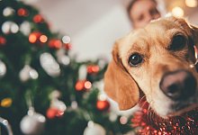 Weihnachten auf den Hund kommen - kerkezz - stock.adobe.com
