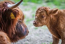 230602-tierpark-olderdissen-hochlandrind-05 - Sarah Jonek