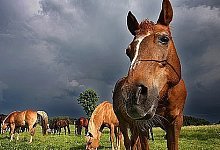 Kommunen sehen neue Einnahmequelle - OWL