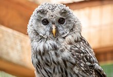 Habichtskauz - Foto: Armin Weigel