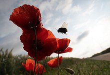 Insektensterben - Sebastian Gollnow/dpa
