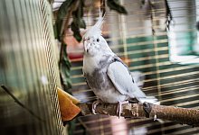 Ein Nymphensittich im K&auml;fig - Foto: Frank Rumpenhorst/dpa-tmn