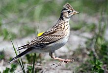 Feldlerche - Foto: Andreas Neuthe