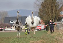 Wilde Jagd - Alex Lehn