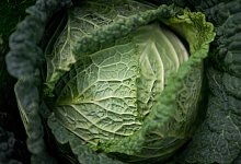 Wirsing - Foto: Sebastian Gollnow/dpa