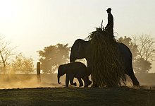 Indische Elefanten - Foto: EPA/dpa