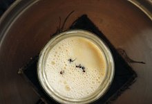 Forscher stellen Joghurt mit Hilfe von Ameisen her - David Zilber/dpa