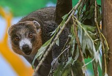 Mongozmakis im K&ouml;lner Zoo - seltene Lemuren-Art - Oliver Berg/dpa