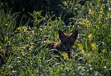 Fuchs auf der Wiese - Marijan Murat/dpa/dpa-tmn