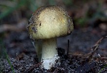 Grüner Knollenblätterpilz (Amanita phalloides) - Klaus-Dietmar Gabbert/dpa-tmn