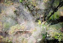 Busch mit Gespinst - Foto: Kay Nietfeld