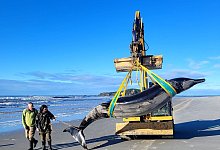 Seltener Bahamonde-Schnabelwal in Neuseeland gestrandet - Uncredited/NEW ZEALAND DEPARTMENT OF CONSERVATION//dpa