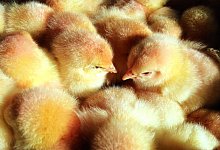 K&uuml;ken - Foto: Bernd W&uuml;stneck/dpa