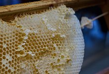 Imkern ist beliebt - Annette Riedl/dpa-Zentralbild/ZB