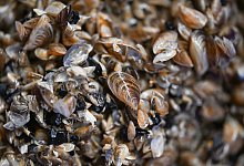 Quellbecken mit Quagga-Muscheln - Felix Kästle/dpa