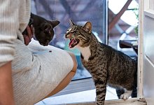 Zweite Katze im Haus - Christin Klose/dpa-tmn