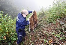 Blattschuss - FOTO: PETER STEINERT