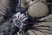 Seeigelsterben - Jean-Pascal Quod/dpa