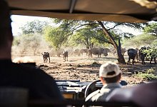 B&uuml;ffel und Breitmaulnash&ouml;rner auf einer Safari - South African Tourism/dpa-tmn