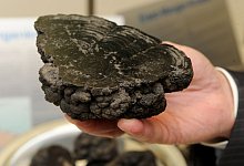 Manganknollen aus der Tiefsee - picture alliance / dpa