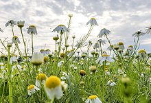 Warme Temperaturen stehen bevor: Nach einigen Wolken kommt Hitze - Frank Hammerschmidt/dpa