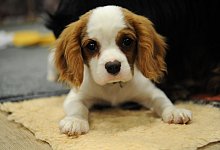 Schlafdecke ans Bett - Foto: Franziska Gabbert/dpa-tmn