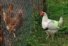 Ostereier und Huhn Polly - Heike von Schulz