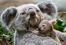 Baby-Koala in der Stuttgarter Wilhelma - Birgger Meierjohann/Wilhelma Stuttgart/dpa