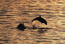 Delfine im Abendlicht: Angesichts ihres hervorragenden Geh&ouml;rsinns sind die Meeress&auml;uger in der Lage, Minen und andere potenziell gef&auml;hrliche Gegenst&auml;nde aufzusp&uuml;ren. - Owen Humphreys/PA Wire/dpa