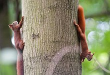 Auf Eichh&ouml;rnchen achten - Foto: Klaus-Dietmar Gabbert/dpa-tmn